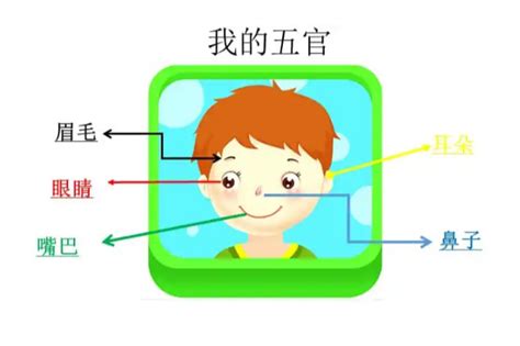 五官是哪五個|五官(面部特徵):通俗定義,基本字義,眉,眼,鼻,口,耳,學術。